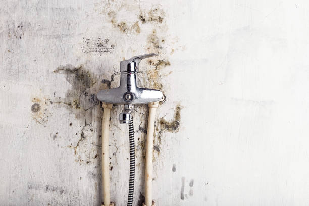 Best Commercial Mold Removal  in Oglethorpe, GA
