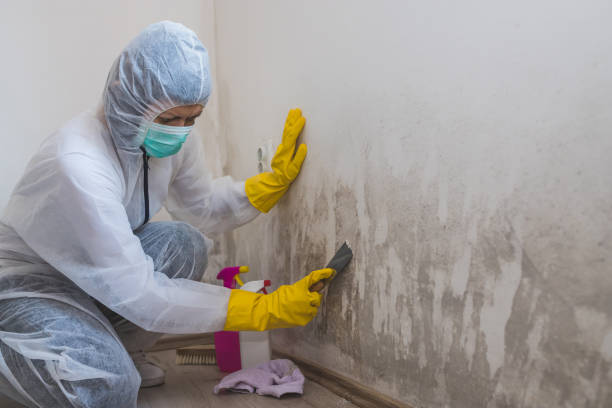 Best Black Mold Removal  in Oglethorpe, GA