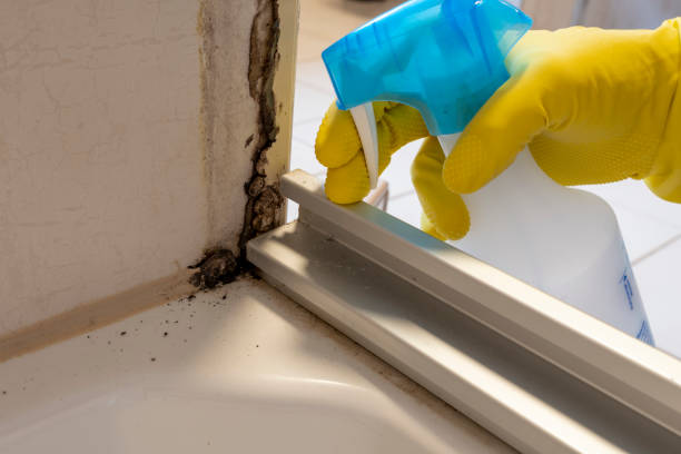 Best Office Mold Removal Services  in Oglethorpe, GA