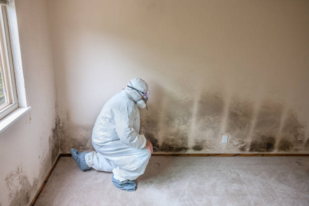 Professional Mold Removal in Oglethorpe, GA