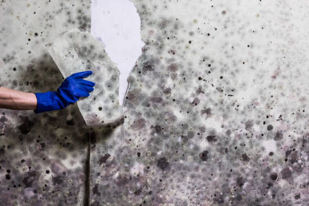 Best Mold Testing  in Oglethorpe, GA