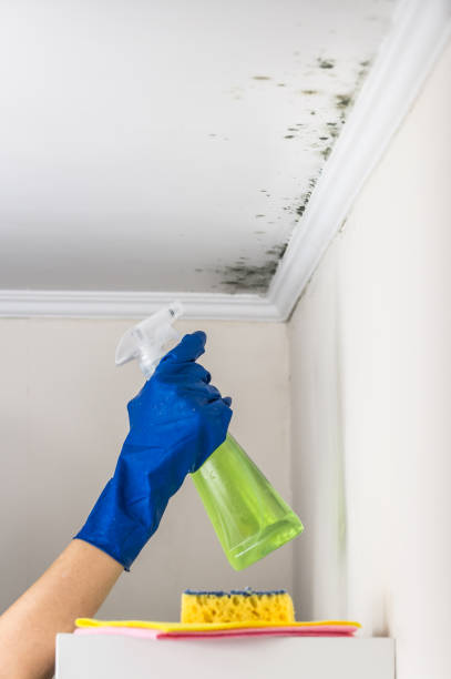 Best Mold Remediation Services  in Oglethorpe, GA