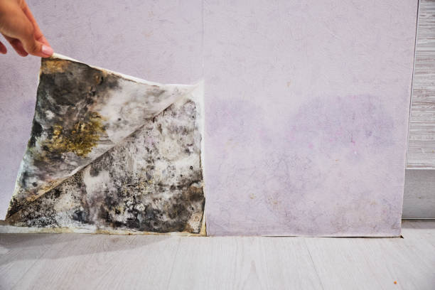 Best Local Mold Removal Service  in Oglethorpe, GA